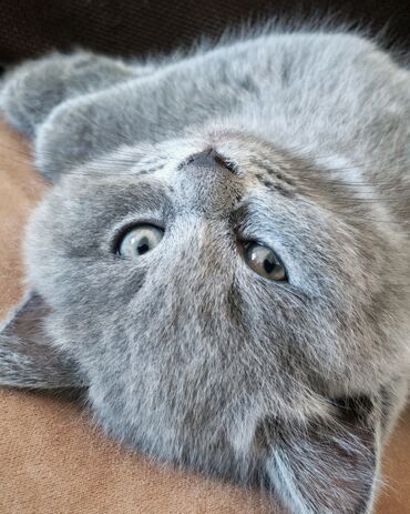 Pişiklər: Britan, Erkək — 3