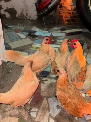 ак мышык: Продам хороших карликов