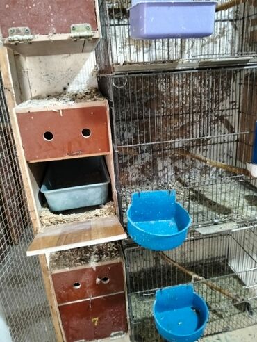 Yuvalar: Kerella yuva 7 eded 4 Iran qefesi 10 eded 10 azn Balaca yuva 47 eded -da lalafo.az — 2 Yuvalar: Kerella yuva 7 eded 4 Iran qefesi 10 eded 10 azn Balaca yuva 47 eded — 2