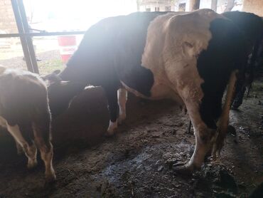 показы 1 354 72 договорная кошка даром британская короткошёрстная 1 год мальчик метис 2 позвонить написать: Сатам | Уй (ургаачы) | Сүт алуу үчүн | Бооз