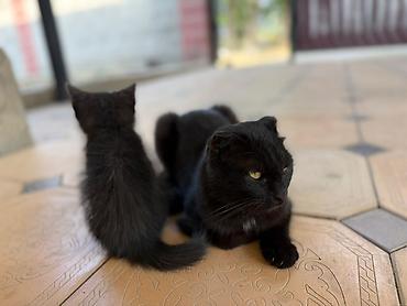 простые птички: Черные кошки (взрослая и котенок) с короткой шерстью. Взрослая кошка — — 4