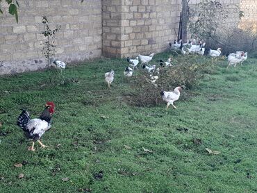 Toyuqlar: Toyuq, Damazlıq, Ünvandan götürmə — 2