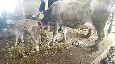 Коровы, быки: Продаю | Корова (самка) | Полукровка | После отела — 1