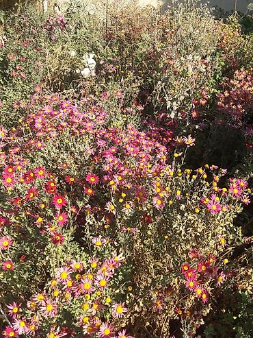 Гортензия: Гортензия БЕЛАЯ садовая. Крупные БЕЛЫЕ шары с футбольный мяч — 8