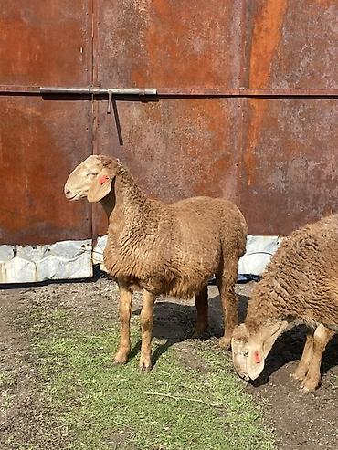 Баран, овца: Продаю | Овца (самка) | Для разведения | Матка — 11