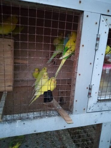 Tutuquşları: Korella tek tek erkey dişi Cüt Valnist qəfəs Valnist 15 Azn balasi — 24
