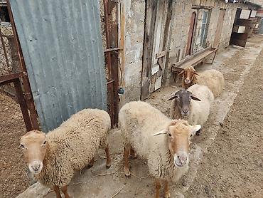 Qoyunlar, qoçlar: Dişi, il: 2 — 12