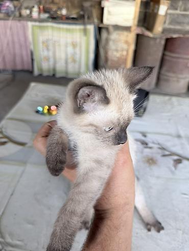 Продажа кошек: Сиамская, 1 месяц, Мальчик, Приучена к лотку — 8
