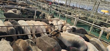 исык кол: Продаю | Овца (самка)