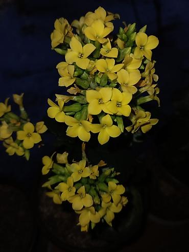 Садовые цветы и кустарники: Рассада цветка: Самовывоз — 14