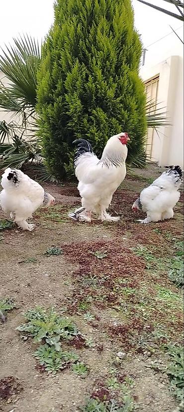 Toyuqlar: Toyuq, Brama, Damazlıq — 1