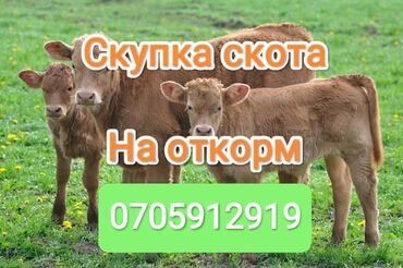 купить оперативку на пк: Куплю | Коровы, быки, Лошади, кони | На откорм, Самовывоз, Круглосуточно