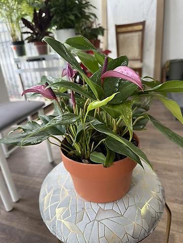 Антуриумы: Антуриум (Anthurium) в горшке - Компактный куст с плотными глянцевыми — 4