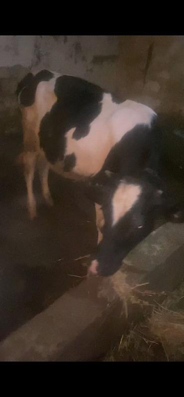 Inəklər, öküzlər: 10 aylıq suni mayalanma dişi dana damazlıq maldı anası 23 litr sud — 1