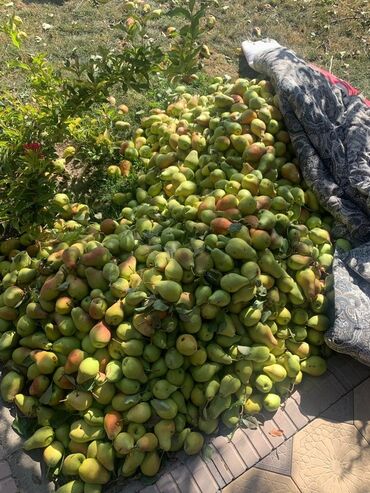 продаю связи с переездом: Груши В розницу, Самовывоз