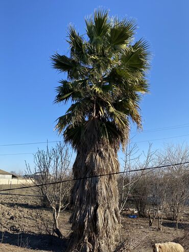 Ev və bağ: Salam palma ağacı satılır, boyu 5-6 metr arası olar, dəqiq bilmirəm