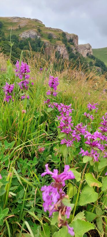 Bal: Müalicəvi Göyçay qaratikan balı 100% tam təbii baldır. Süzülmə bal — 8