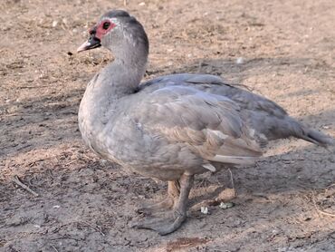 Digər quşlar: Salam.Lal ördəklər satılır bütün cinslərdən var .Fərələrin çoxu — 2