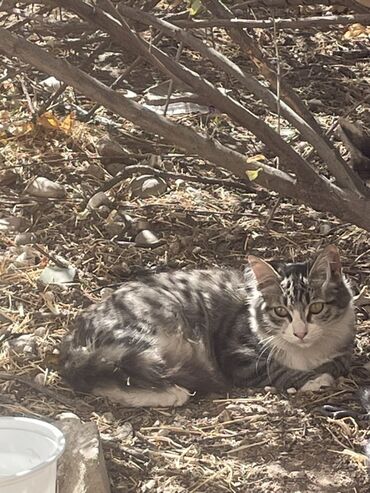 Отдам даром кошку: Кошка даром: Беспородная, 3 месяца, Мальчик, Метис, Проглистована — 3