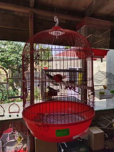 Qəfəslər: Qefesler yumru qirmizi 30 Azn obirler 20-15 Azn — 2