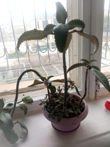 Otaq bitkiləri: Güllər . Kaktus, pul gülü, kolanxoe -da lalafo.az — 7 Otaq bitkiləri: Güllər . Kaktus, pul gülü, kolanxoe — 7