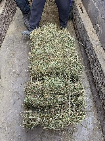 Корма для с/х животных: Силос 9 сомдон. Сенаж 12 сомдон. Токмок кегети беде биринчи кос таза at lalafo.kg — 1 Корма для с/х животных: Силос 9 сомдон. Сенаж 12 сомдон. Токмок кегети беде биринчи кос таза — 1