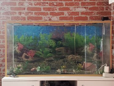 клетка для попугая купить: 8 lik wuwe Uzunu 1m. hundur 52. en 37. bow akvarium verilir cati