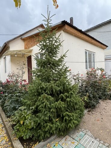 походное кресло: Ель обыкновенная (Picea abies) для озеленения участка. -