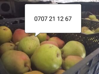 shimge насосы цена бишкек: Алмуруттар