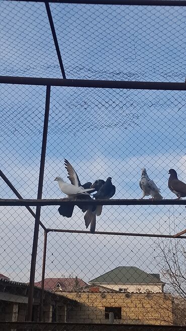 Göyərçinlər: Satılır — 2