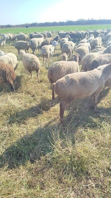 Qoyunlar, qoçlar: Dişi, il: 1, 50 kq, Damazlıq, Ünvandan götürmə — 15