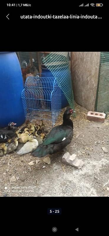 Другие с/х животные: Мускусные утки (индоутки),Тяжёлая Линия. Окрасы Лаванда, Голубой — 5