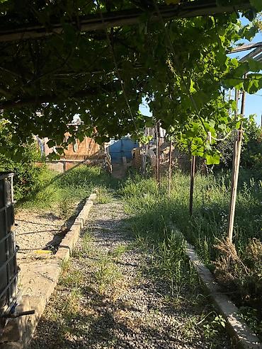 Недвижимость: Bağ sahəsi və yardımçı tikili - Üzüm tağları ilə örtülü, yaşıllıqla — 1