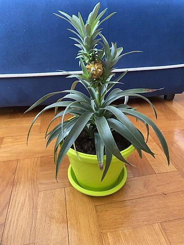 plasticne kucice: Ukrasni ananas u saksiji (Ananas comosus var. ‘Corona’/ornamental) - — 1