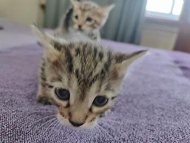 бенгальская кошка окрасы: Бенгальская, 1 месяц, Мальчик, Проглистована — 5