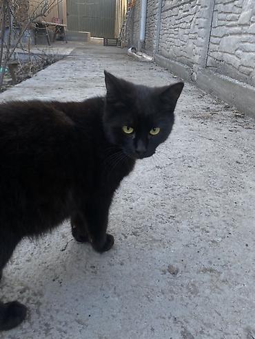 Продажа кошек: 6 месяцев, Мальчик, Черный — 20