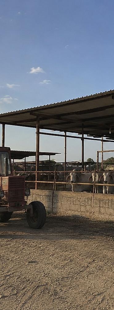 erkek: Brahman cinsi iri buynuzlu heyvanlar - İstiqamət: ət və damazlıq - — 3
