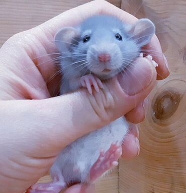 белые крысы: Продаются малыши породы Дамбо . Окрас голубойчерный и белый. Все