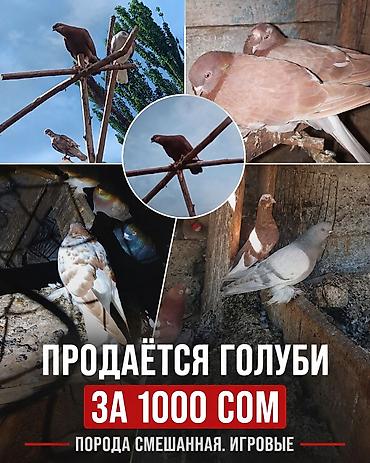 дойки ко: Игровые голуби, порода смешанная. - Окрас: рыжие, серые, пёстрые. - — 1