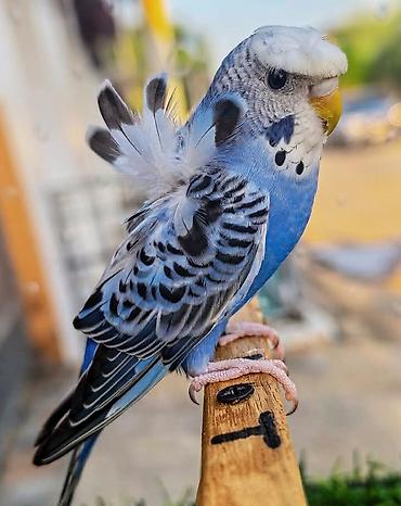 Tutuquşları: Yaponic cütü 70 azn — 7