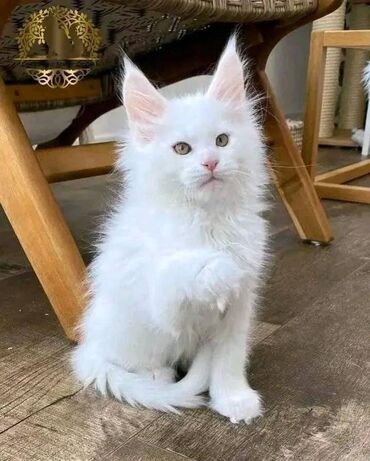 Cute mainecoon kittens available. 11 weeks now. Purebred, healthy and