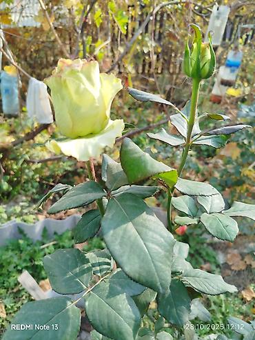 Другие садовые цветы и кустарники: Предлагаем саженцы роз разного возрастаплетистые,кустовые,цены — 11