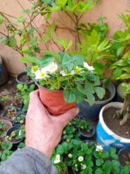 Şitillər: Murano çiyələk stilləri satılır .ilboyu məhsul dərmey olur .isdixana — 1