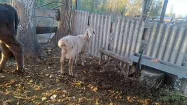 домик для животных: Продаю | Баран (самец) | На забой