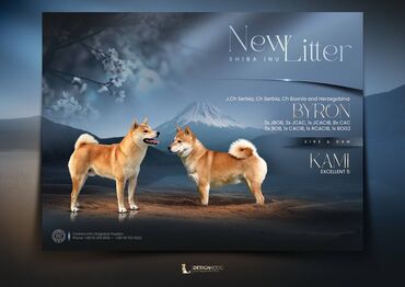 boo pomeranac cena: Šampionsko leglo Shiba inu Šampionsko leglo Shiba inu štenaca