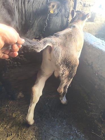 Коровы, быки: Продаю | Корова (самка) | Для молока | После отела — 12