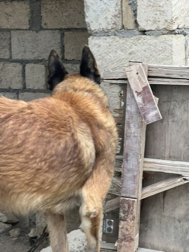İtlər: Belçika çoban iti, 2 il, Erkek, Peyvəndli — 19