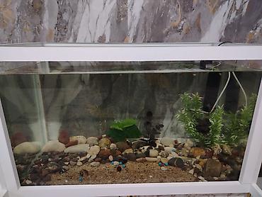 ceşka 2 3 kompressor: Dördbucaq akvarium, Boş, 220 l, Ödənişli çatdırılma — 2