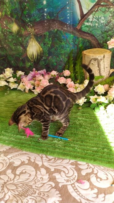 Продажа кошек: Профессиональный Питомник Бенгалов . Бен Гла Мур предлагает Очень — 13