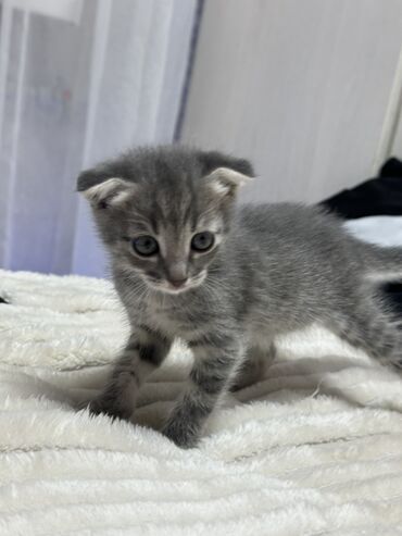 кошки в оше: Скотиш Фолд (Шотландская вислоухая), 1 месяц, Девочка, Серый, Приучена к лотку